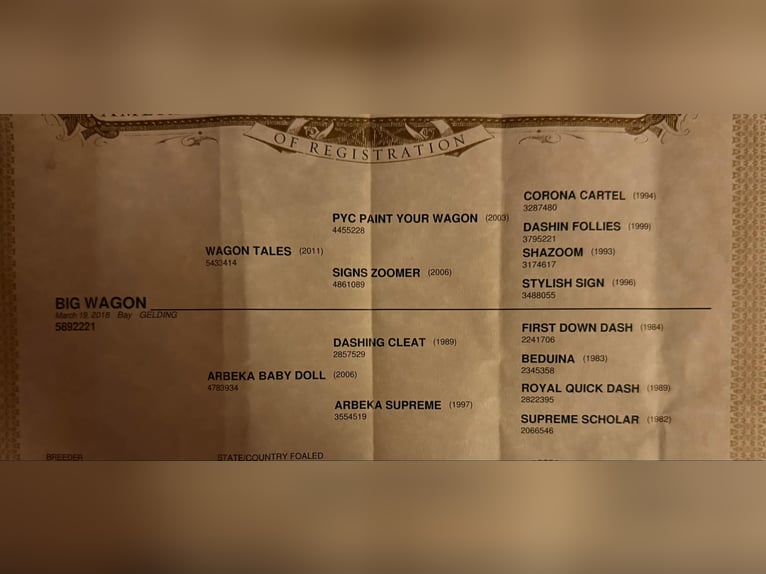 American Quarter Horse Gelding 8 years 15.3 hh Bay in Weatherford TX