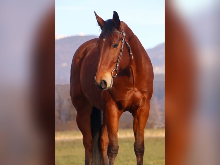 American Quarter Horse Gelding 8 years 15,3 hh Brown in Kirchbichl