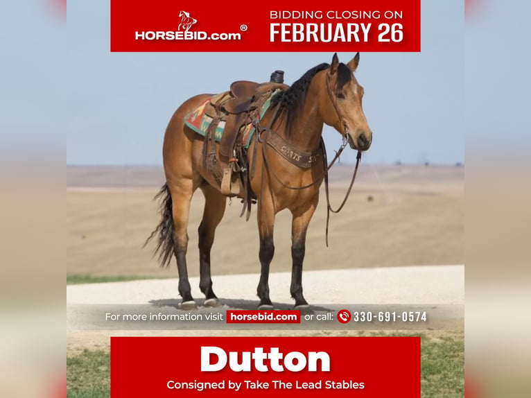 American Quarter Horse Gelding 8 years 15,3 hh Buckskin in Dover, OH