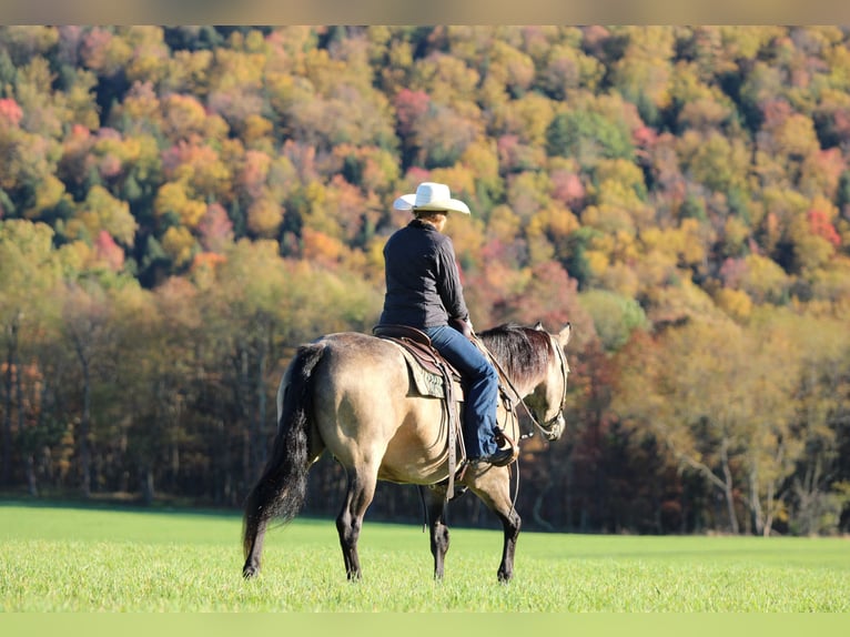 American Quarter Horse Gelding 8 years 15,3 hh Buckskin in Clarion