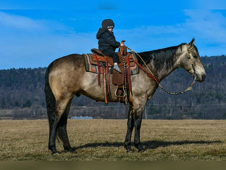 American Quarter Horse Gelding 8 years 15.3 hh Buckskin in Rebersburg, PA