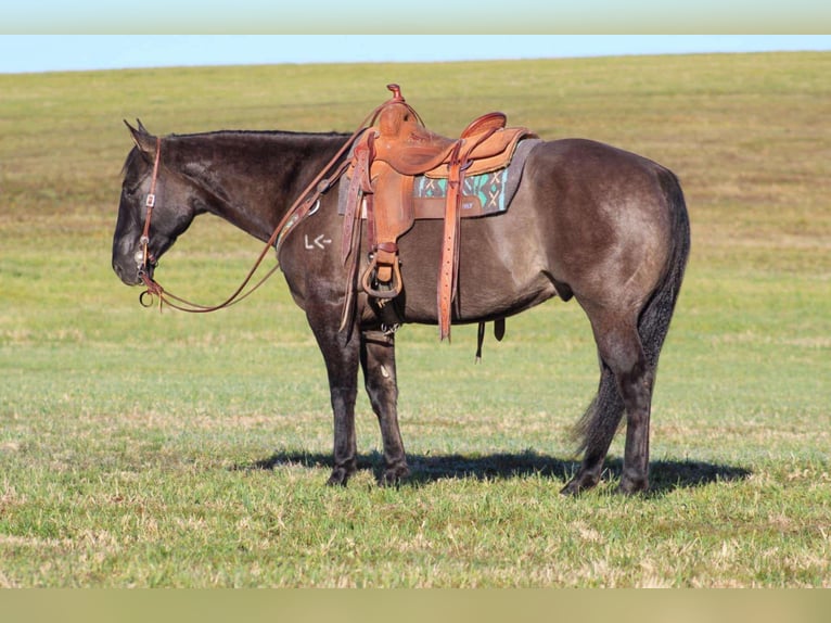 American Quarter Horse Gelding 8 years 15,3 hh Grullo in Clarion