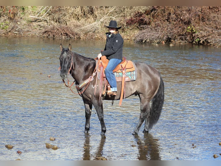 American Quarter Horse Gelding 8 years 15,3 hh Grullo in Clarion