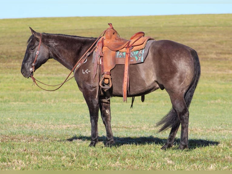 American Quarter Horse Gelding 8 years 15,3 hh Grullo in Clarion