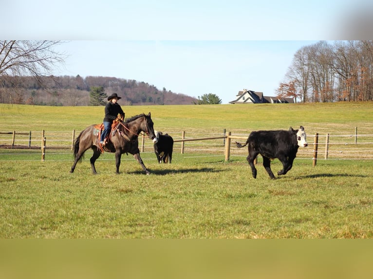 American Quarter Horse Gelding 8 years 15,3 hh Grullo in Clarion