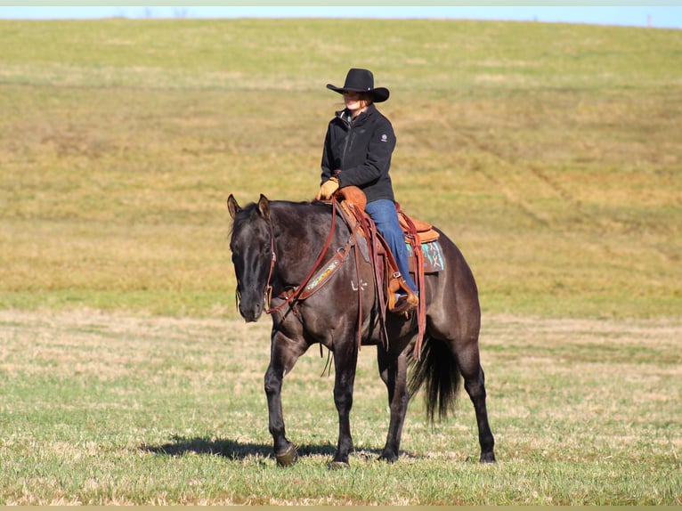 American Quarter Horse Gelding 8 years 15,3 hh Grullo in Clarion