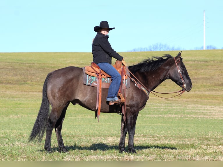 American Quarter Horse Gelding 8 years 15,3 hh Grullo in Clarion