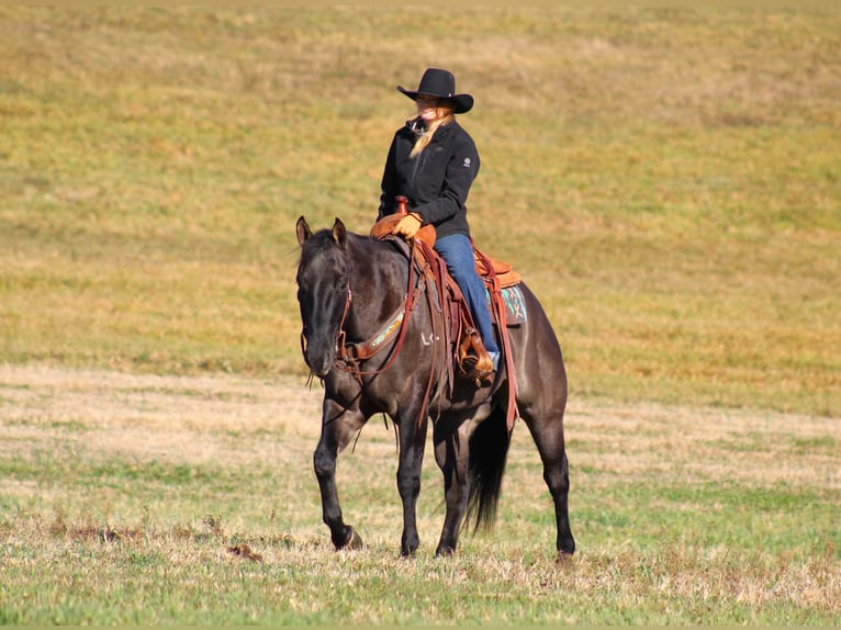 American Quarter Horse Gelding 8 years 15,3 hh Grullo in Clarion