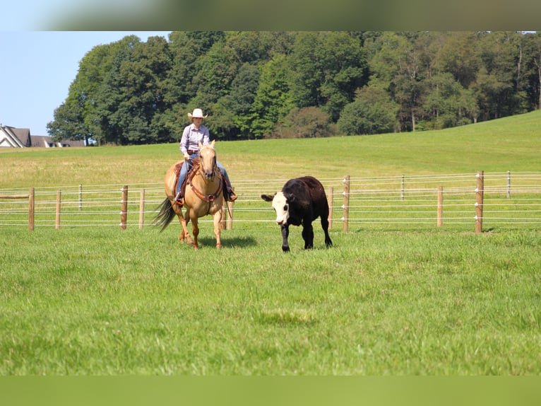 American Quarter Horse Gelding 8 years 15,3 hh Palomino in Shippenville, PA