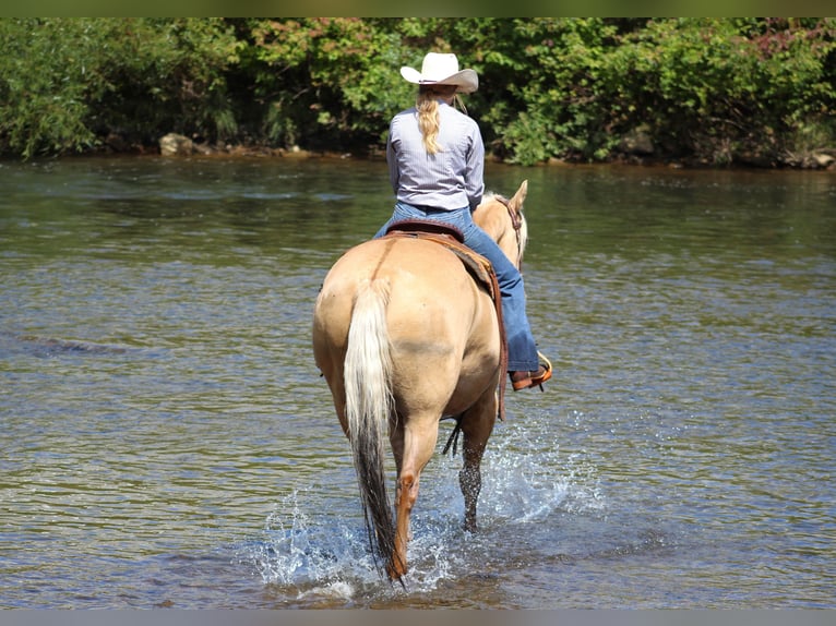 American Quarter Horse Gelding 8 years 15,3 hh Palomino in Shippenville, PA