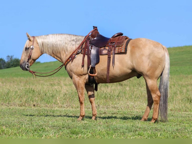 American Quarter Horse Gelding 8 years 15,3 hh Palomino in Shippenville, PA