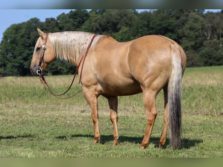 American Quarter Horse Gelding 8 years 15,3 hh Palomino in Shippenville, PA