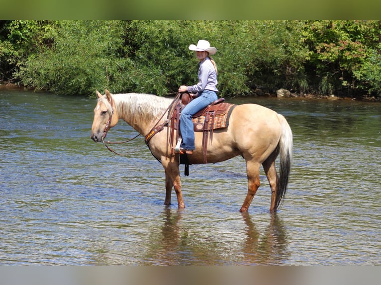 American Quarter Horse Gelding 8 years 15,3 hh Palomino in Shippenville, PA