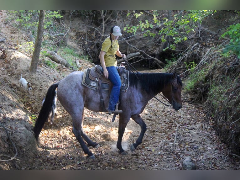 American Quarter Horse Gelding 8 years 15,3 hh Roan-Bay in Rusk, TX