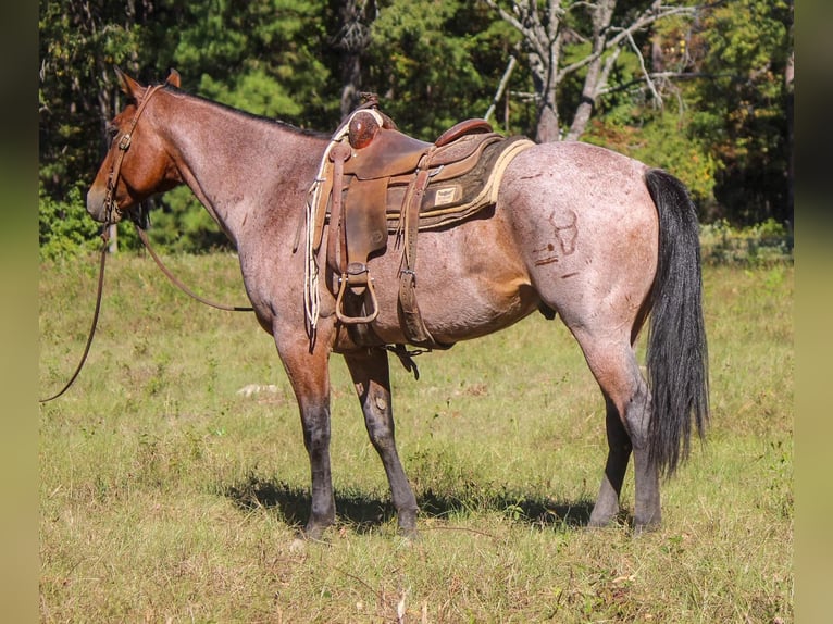 American Quarter Horse Gelding 8 years 15,3 hh Roan-Bay in Rusk, TX