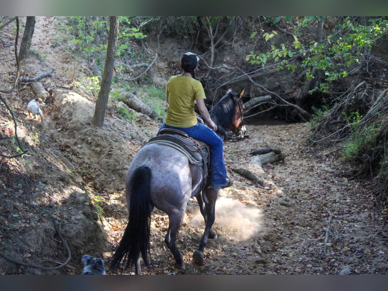 American Quarter Horse Gelding 8 years 15,3 hh Roan-Bay in Rusk, TX