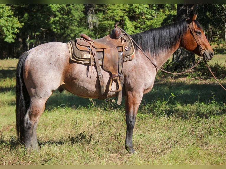 American Quarter Horse Gelding 8 years 15,3 hh Roan-Bay in Rusk, TX