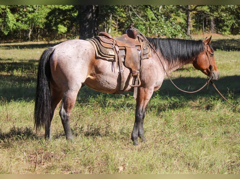 American Quarter Horse Gelding 8 years 15,3 hh Roan-Bay in Rusk, TX