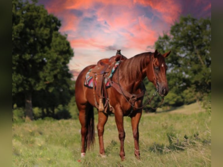 American Quarter Horse Gelding 8 years 15,3 hh Roan-Red in Madill Ok