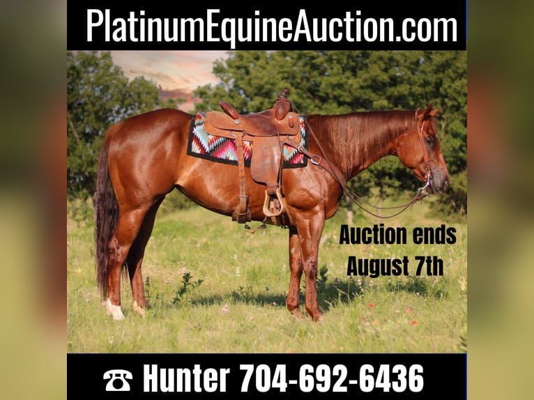 American Quarter Horse Gelding 8 years 15,3 hh Roan-Red in Madill Ok