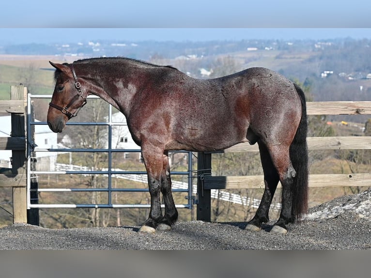 American Quarter Horse Mix Gelding 8 years 15.3 hh Roan-Red in Millersburg