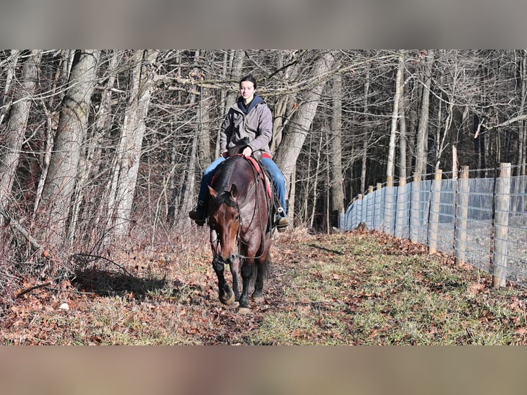 American Quarter Horse Mix Gelding 8 years 15.3 hh Roan-Red in Millersburg