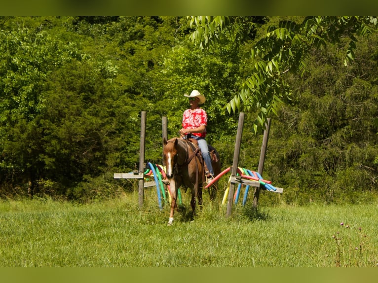 American Quarter Horse Gelding 8 years 15.3 hh Roan-Red in PUrdy MO