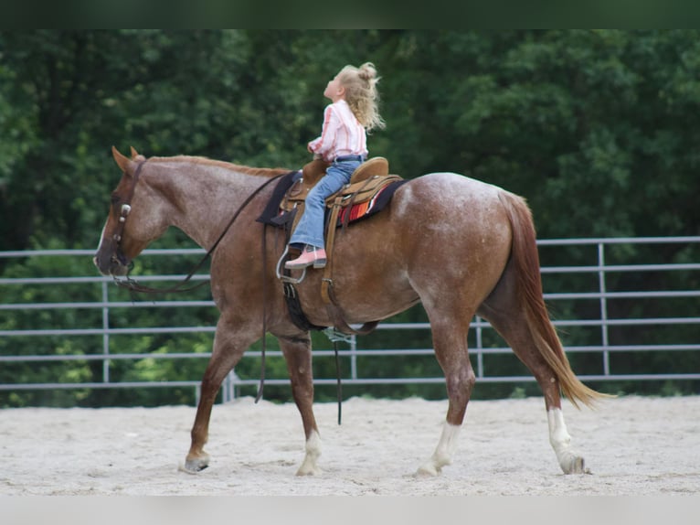 American Quarter Horse Gelding 8 years 15.3 hh Roan-Red in PUrdy MO