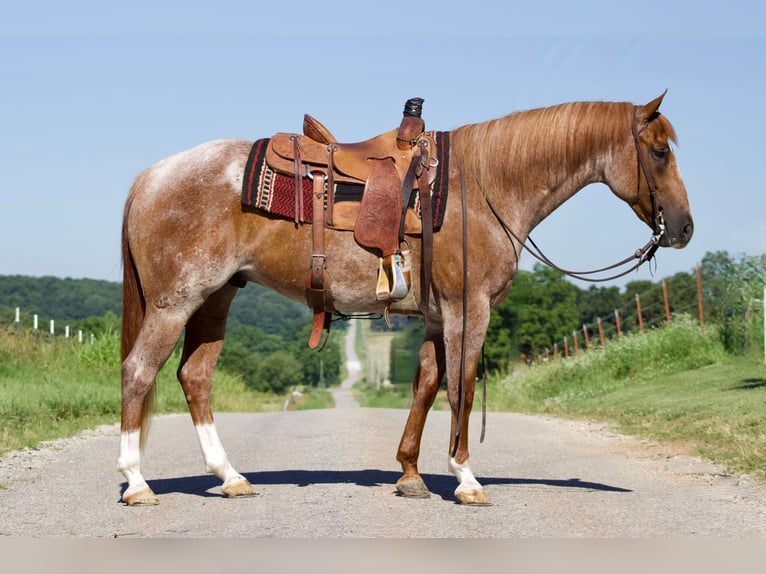 American Quarter Horse Gelding 8 years 15.3 hh Roan-Red in PUrdy MO