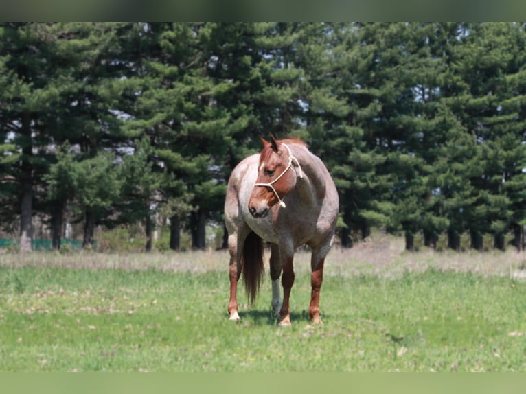 American Quarter Horse Gelding 8 years 15,3 hh Roan-Red in walkerton IN