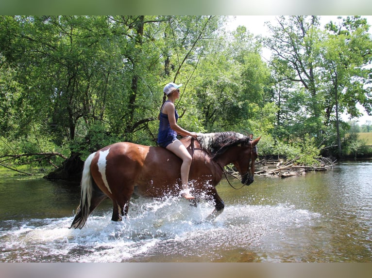 American Quarter Horse Gelding 8 years 15,3 hh Tobiano-all-colors in Highland MI