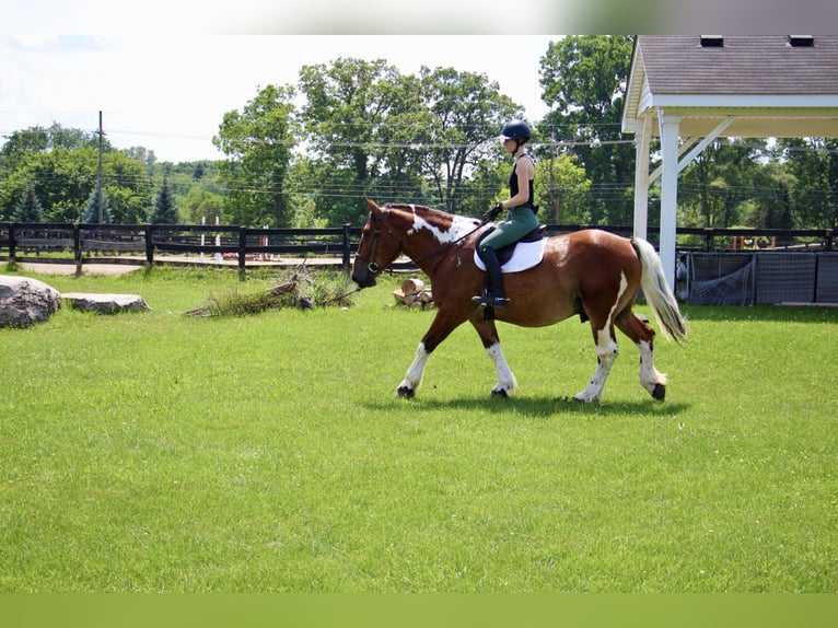 American Quarter Horse Gelding 8 years 15,3 hh Tobiano-all-colors in Highland MI