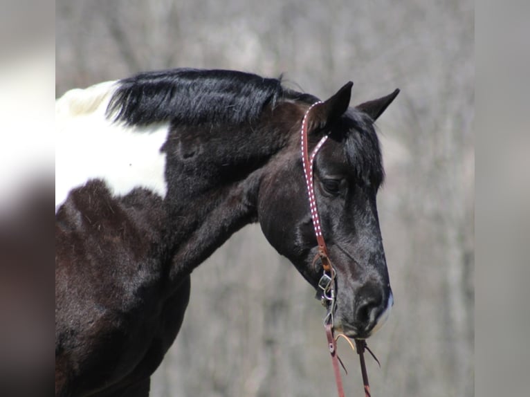 American Quarter Horse Gelding 8 years 15,3 hh Tobiano-all-colors in Brodhead Ky