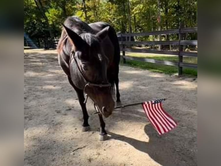 American Quarter Horse Gelding 8 years 15 hh Bay-Dark in Eddington