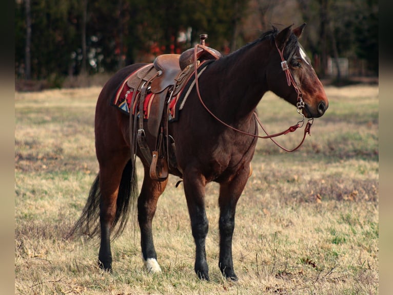American Quarter Horse Gelding 8 years 15 hh Bay in Baxter Springs