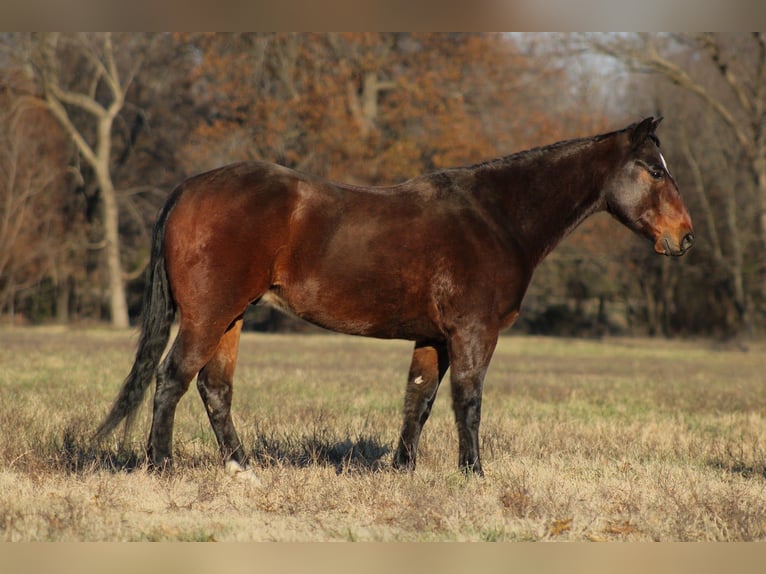 American Quarter Horse Gelding 8 years 15 hh Bay in Baxter Springs