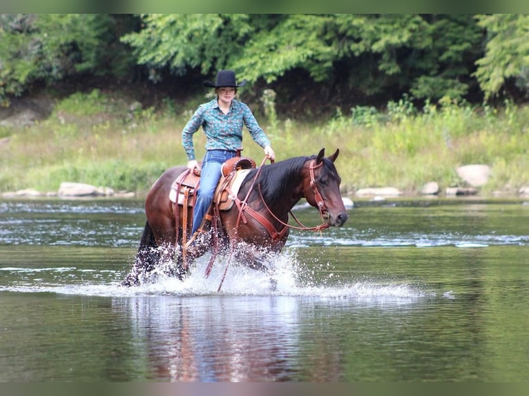 American Quarter Horse Gelding 8 years 15 hh Bay in Clarion, PA