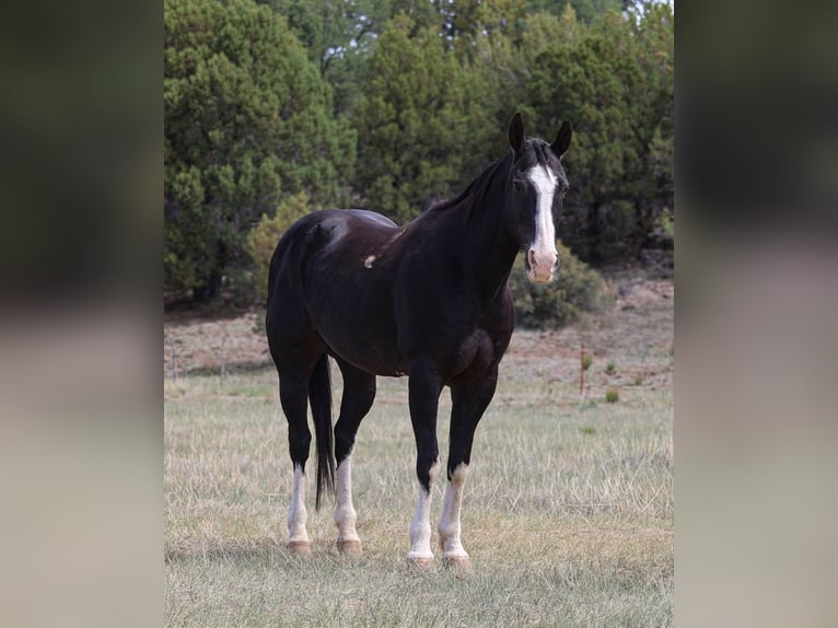 American Quarter Horse Gelding 8 years 15 hh Black in Camp Verde, AZ
