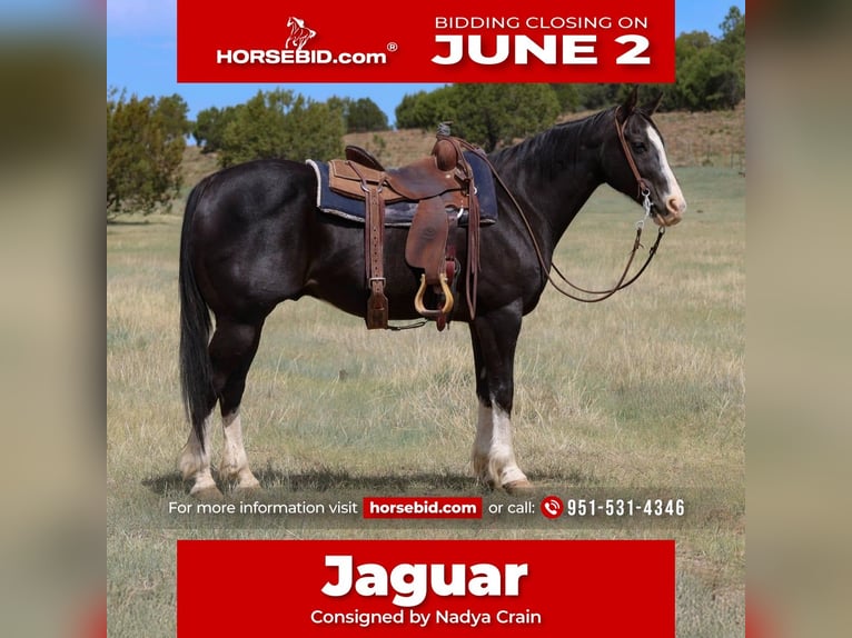 American Quarter Horse Gelding 8 years 15 hh Black in Camp Verde, AZ