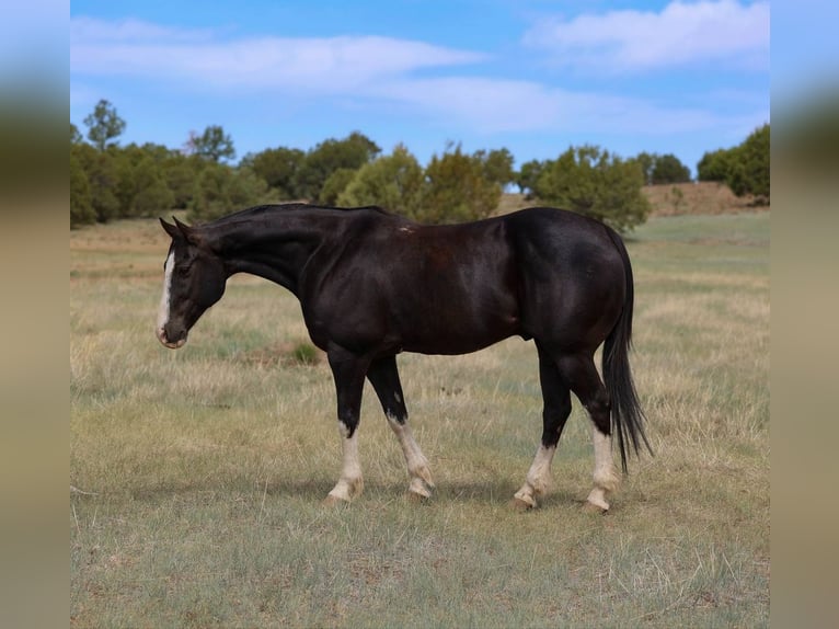 American Quarter Horse Gelding 8 years 15 hh Black in Camp Verde, AZ