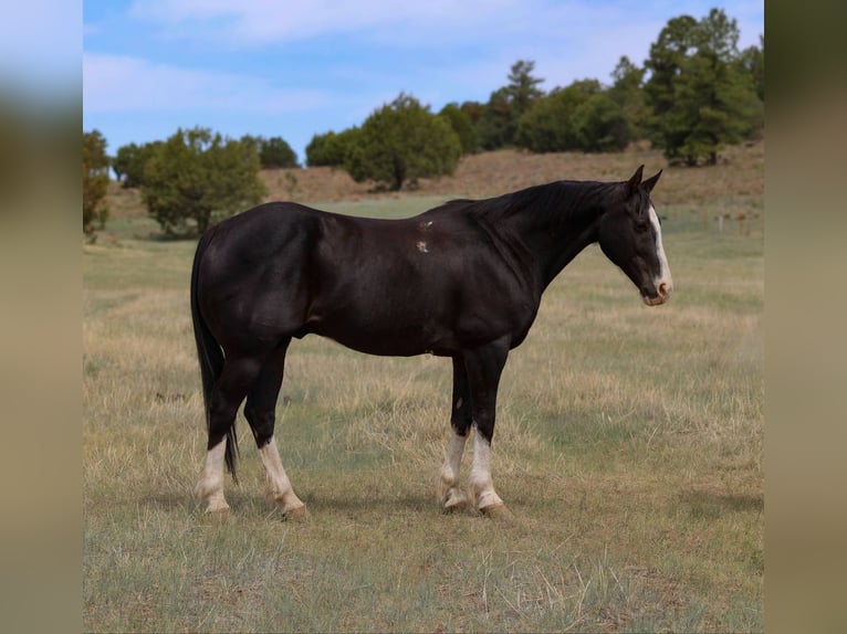 American Quarter Horse Gelding 8 years 15 hh Black in Camp Verde, AZ