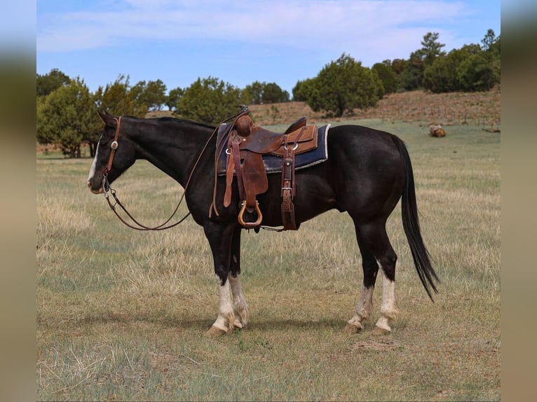 American Quarter Horse Gelding 8 years 15 hh Black in Camp Verde, AZ