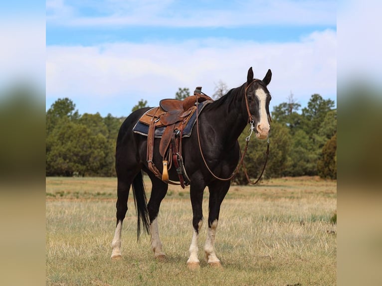 American Quarter Horse Gelding 8 years 15 hh Black in Camp Verde, AZ