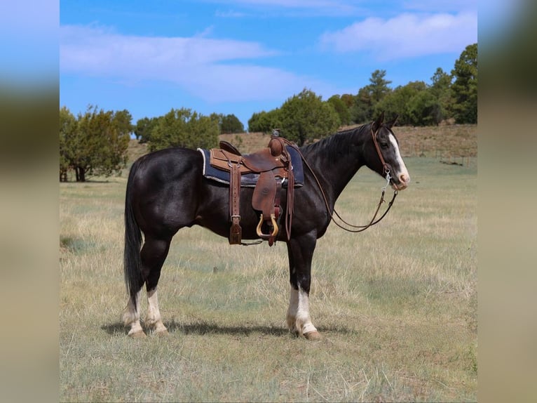 American Quarter Horse Gelding 8 years 15 hh Black in Camp Verde, AZ