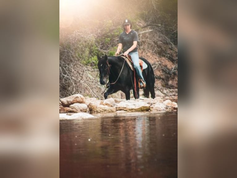 American Quarter Horse Gelding 8 years 15 hh Black in Bluff Dale TX