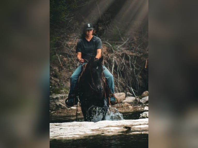 American Quarter Horse Gelding 8 years 15 hh Black in Bluff Dale TX