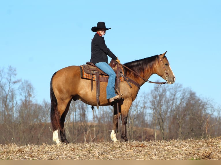 American Quarter Horse Gelding 8 years 15 hh Buckskin in Clarion
