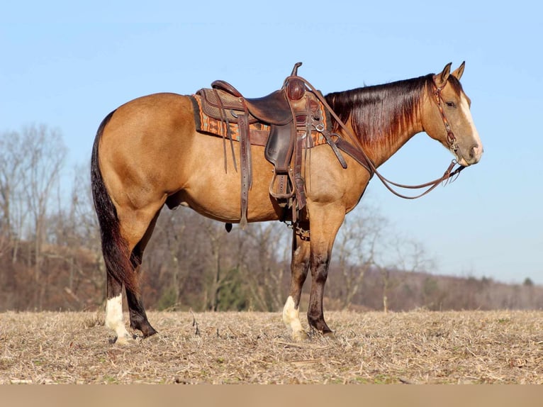 American Quarter Horse Gelding 8 years 15 hh Buckskin in Clarion