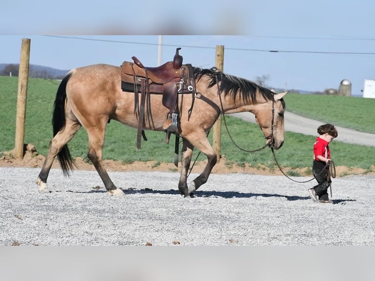 American Quarter Horse Gelding 8 years 15 hh Buckskin in Rebersburg, PA