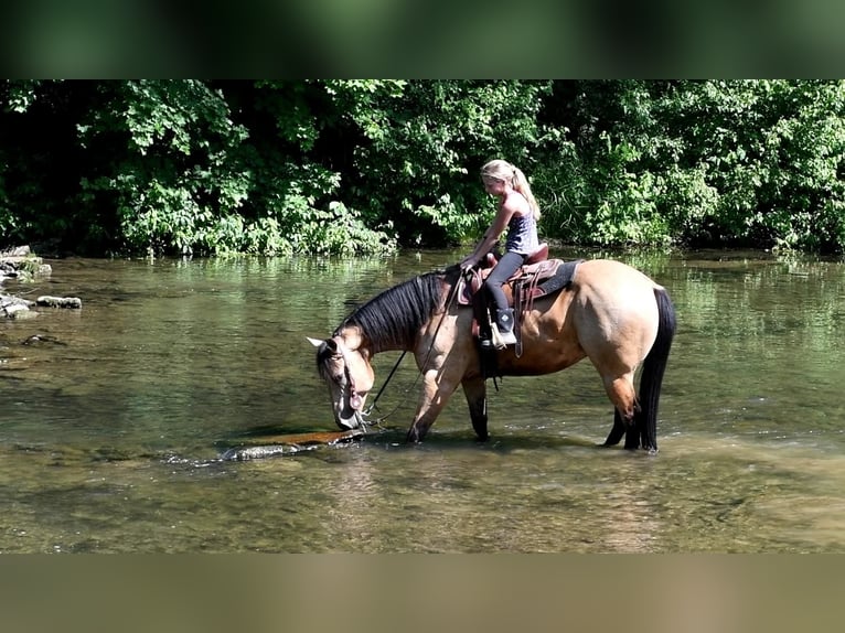 American Quarter Horse Gelding 8 years 15 hh Buckskin in Rebersburg, PA